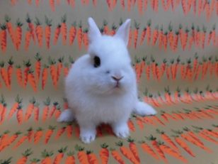 こうさぎ情報 | うさぎ専門店 ロップ・ロップ